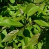 Cornus foemina racemosa -- Hartriegel